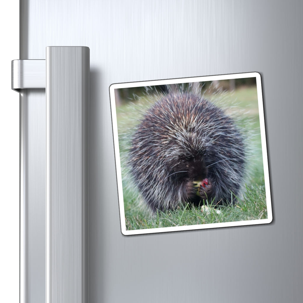 Porky Photo Magnet — Cute Wildlife Refrigerator Magnet