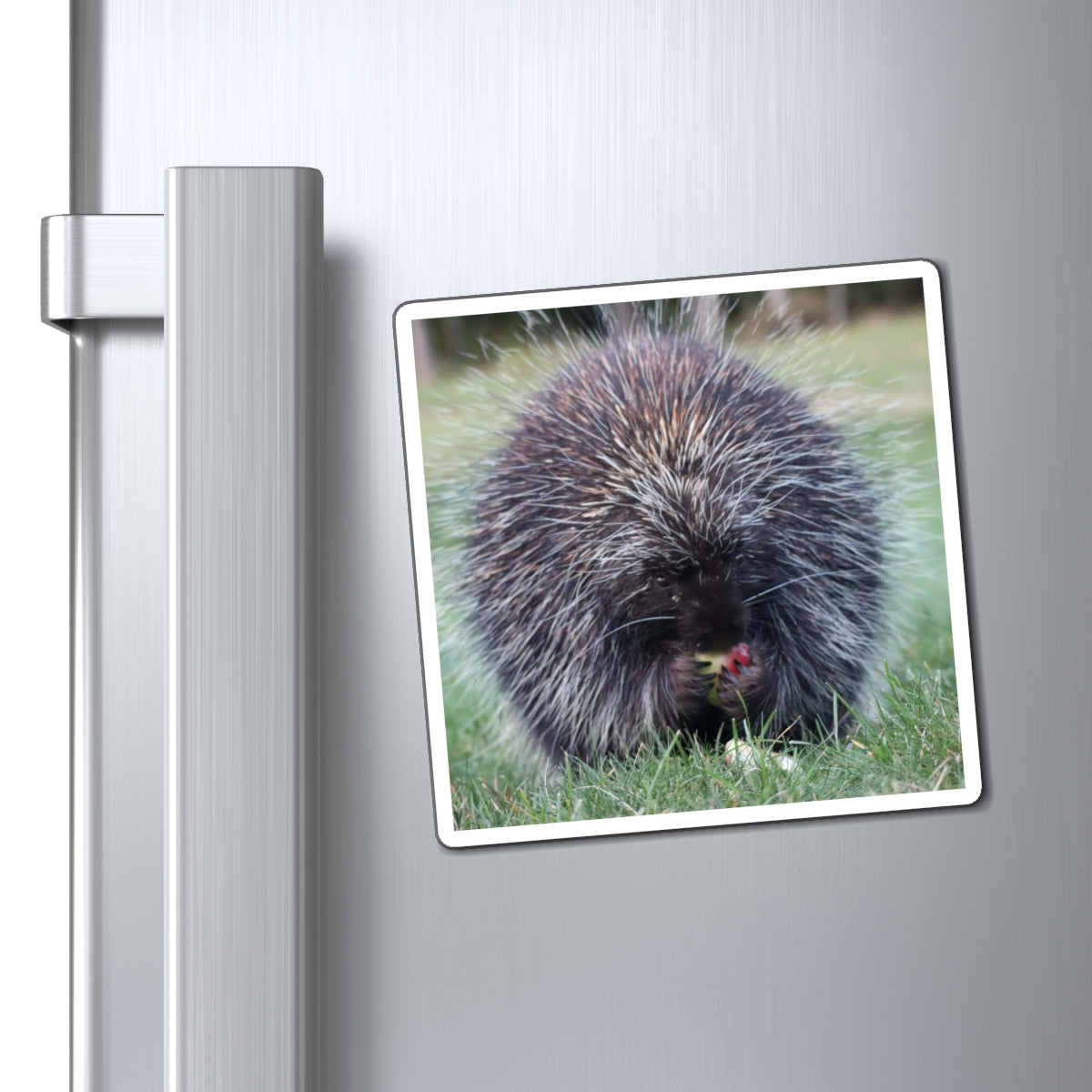 Porky Photo Magnet — Cute Wildlife Refrigerator Magnet