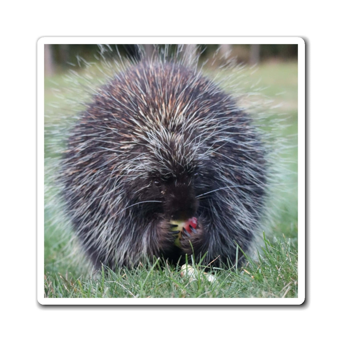 Porky Photo Magnet — Cute Wildlife Refrigerator Magnet