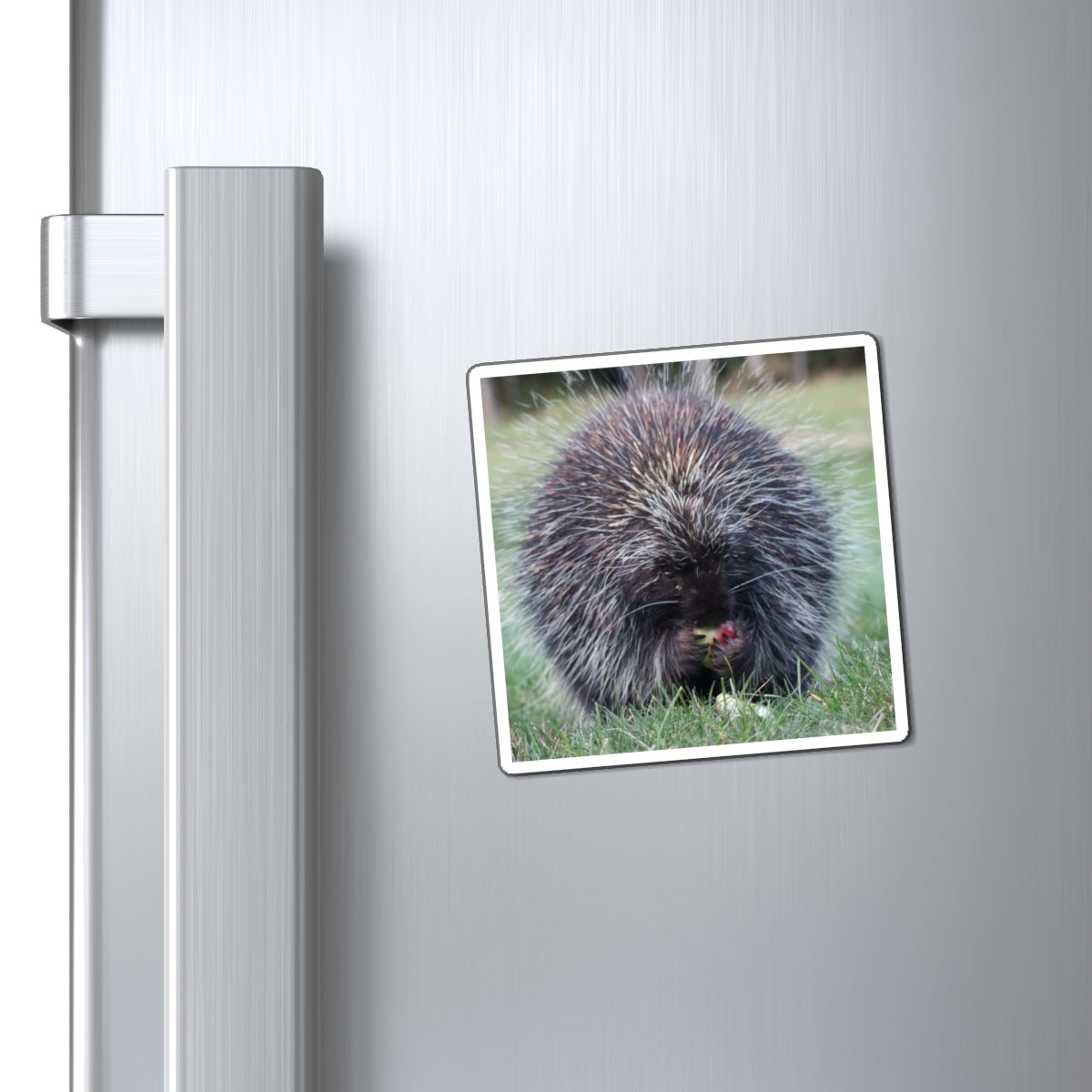 Porky Photo Magnet — Cute Wildlife Refrigerator Magnet