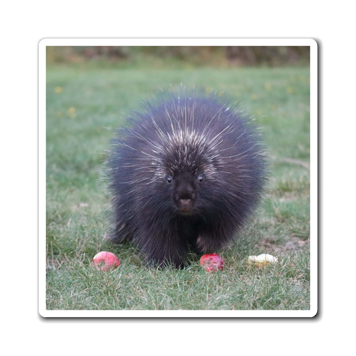 Mr. Cindy Photo Magnet – Cute Wild Animal Refrigerator Magnet